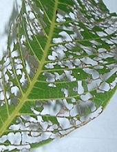 Leaves