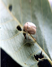Leaves