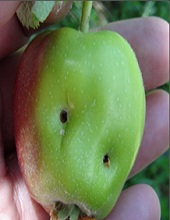 Fruits