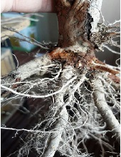 Roots