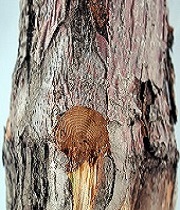 Trunk