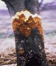 Trunk