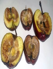 Fruits