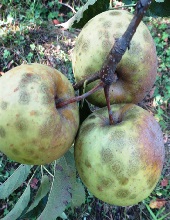 Fruits
