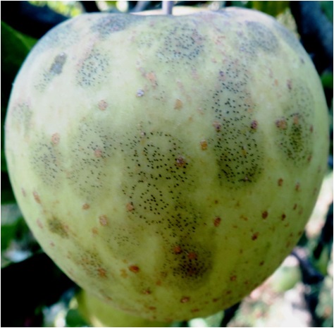 Fruits