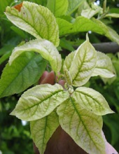 Leaves