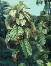 Leaves