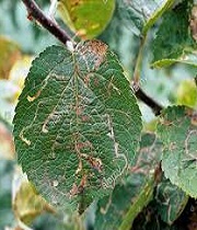Leaves