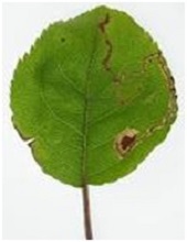 Leaves