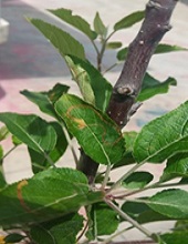 Leaves