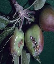 Fruits