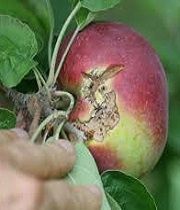 Fruits
