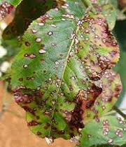 Leaves