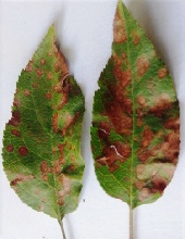 Leaves
