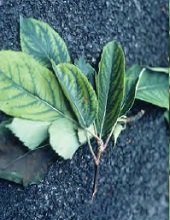 Leaves