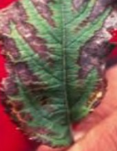 Leaves