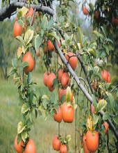 Fruits