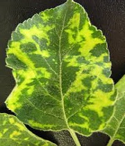 Leaves