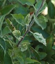 Leaves