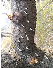 Trunk
