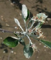 Blossom