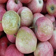 Fruits