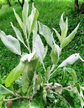 Leaves