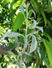 Leaves