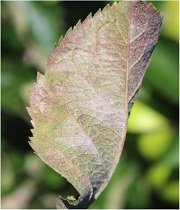 Leaves