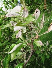 Leaves
