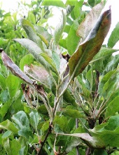 Leaves