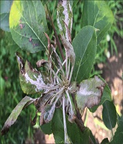 Leaves