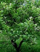 Leaves