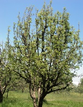 Leaves