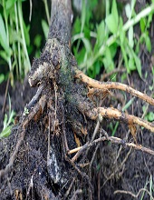 Roots