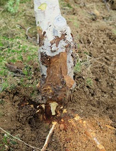Roots