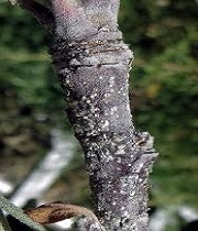 Branches