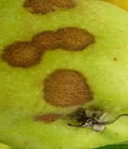 Fruits