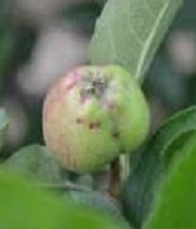 Fruits