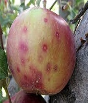 Fruits