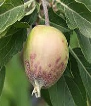 Fruits