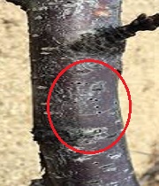 Branches