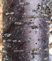 Trunk
