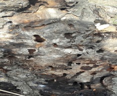 Trunk
