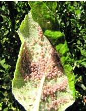 Leaves