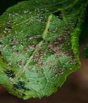 Leaves