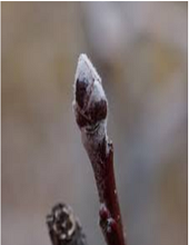 Silver Tip