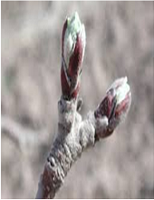Green tip