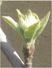 Half-inch Green Tip