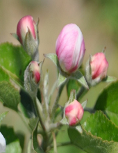 Pink Bud